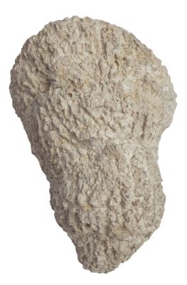 Cypellia dolosa, Jurassic, GER